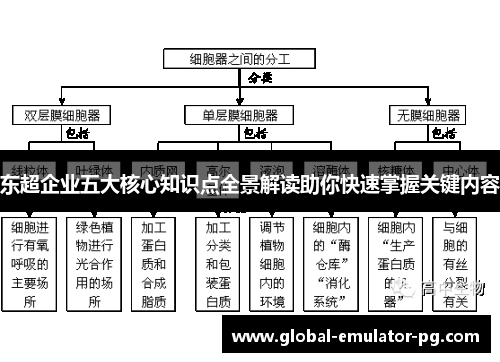 东超企业五大核心知识点全景解读助你快速掌握关键内容